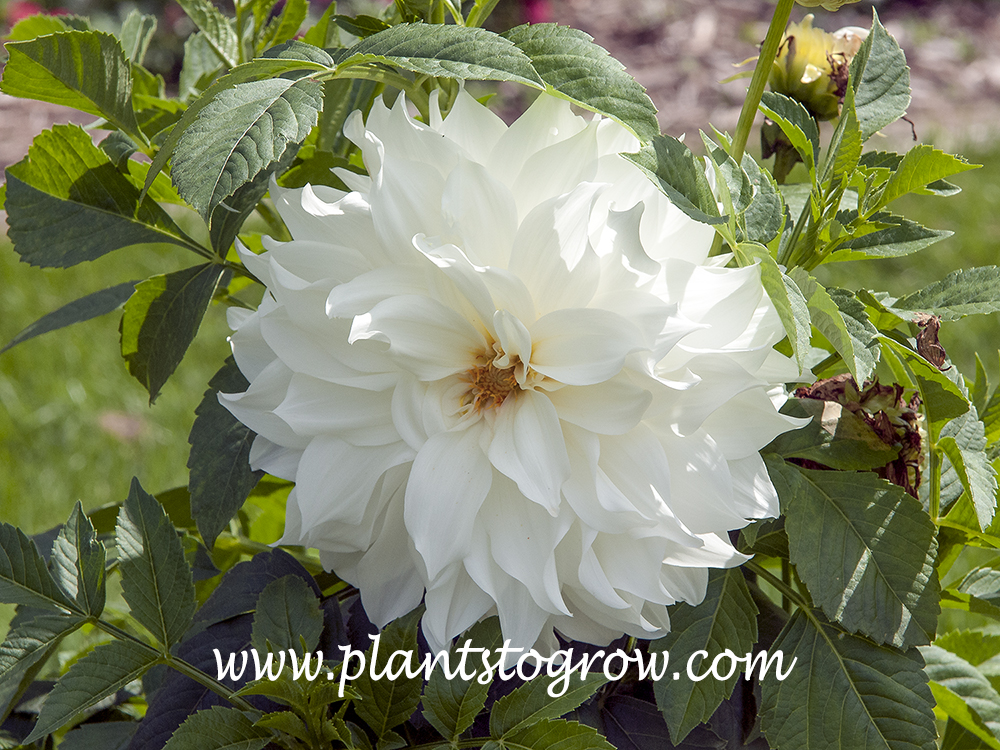 Snowbound Dahlia (Dahlia)
Large white decorative flower